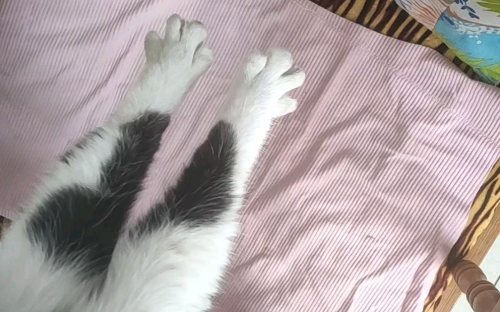 猫咪日记——脚脚开花