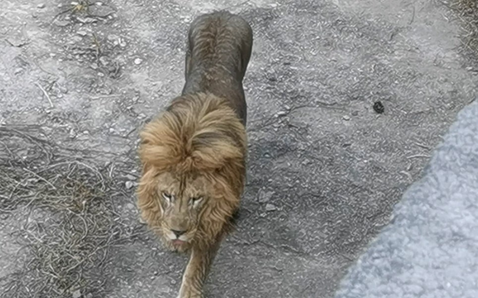 北京动物园看狮子