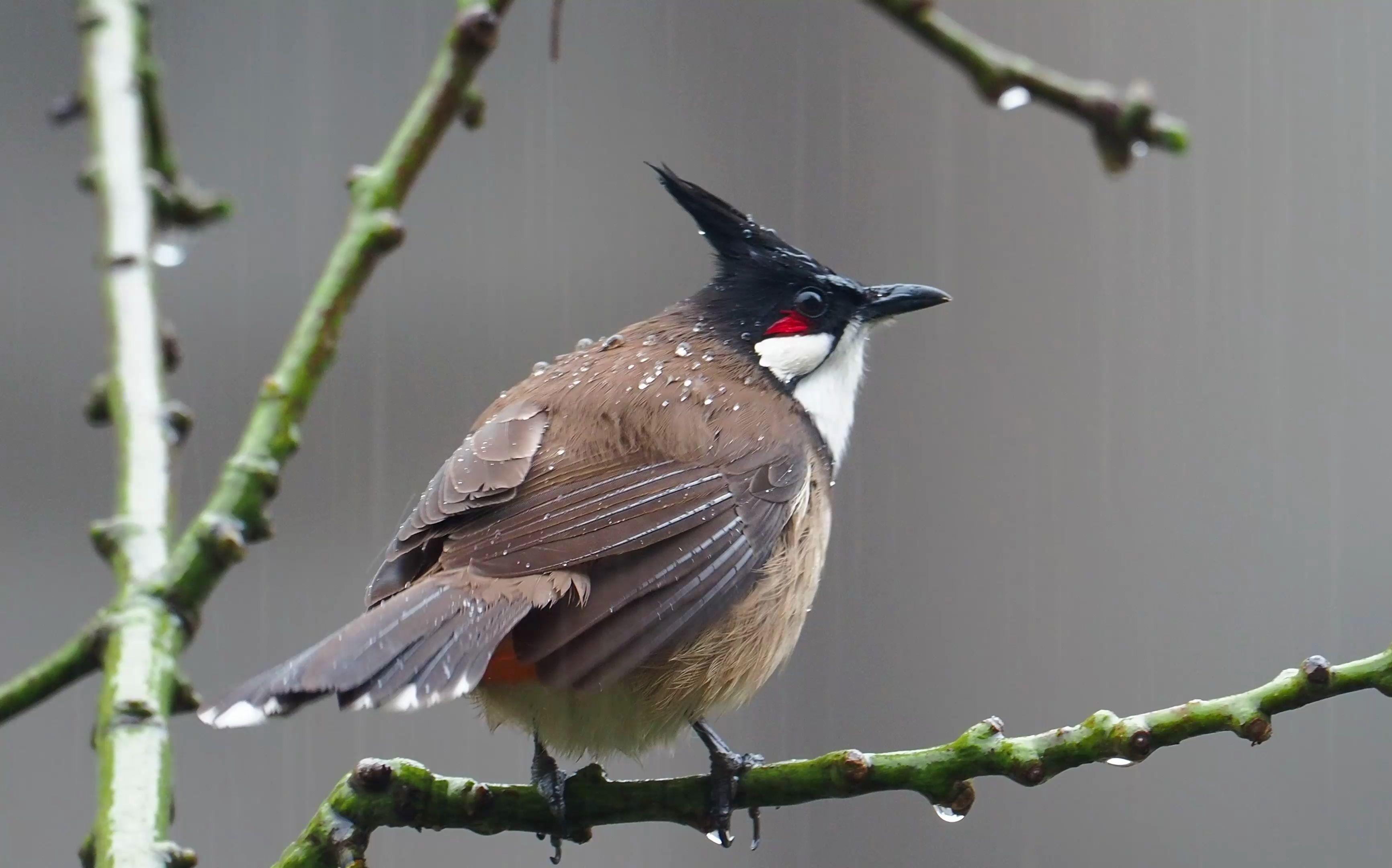 大雨中的红耳鹎,身上像是披上了一件蓑衣