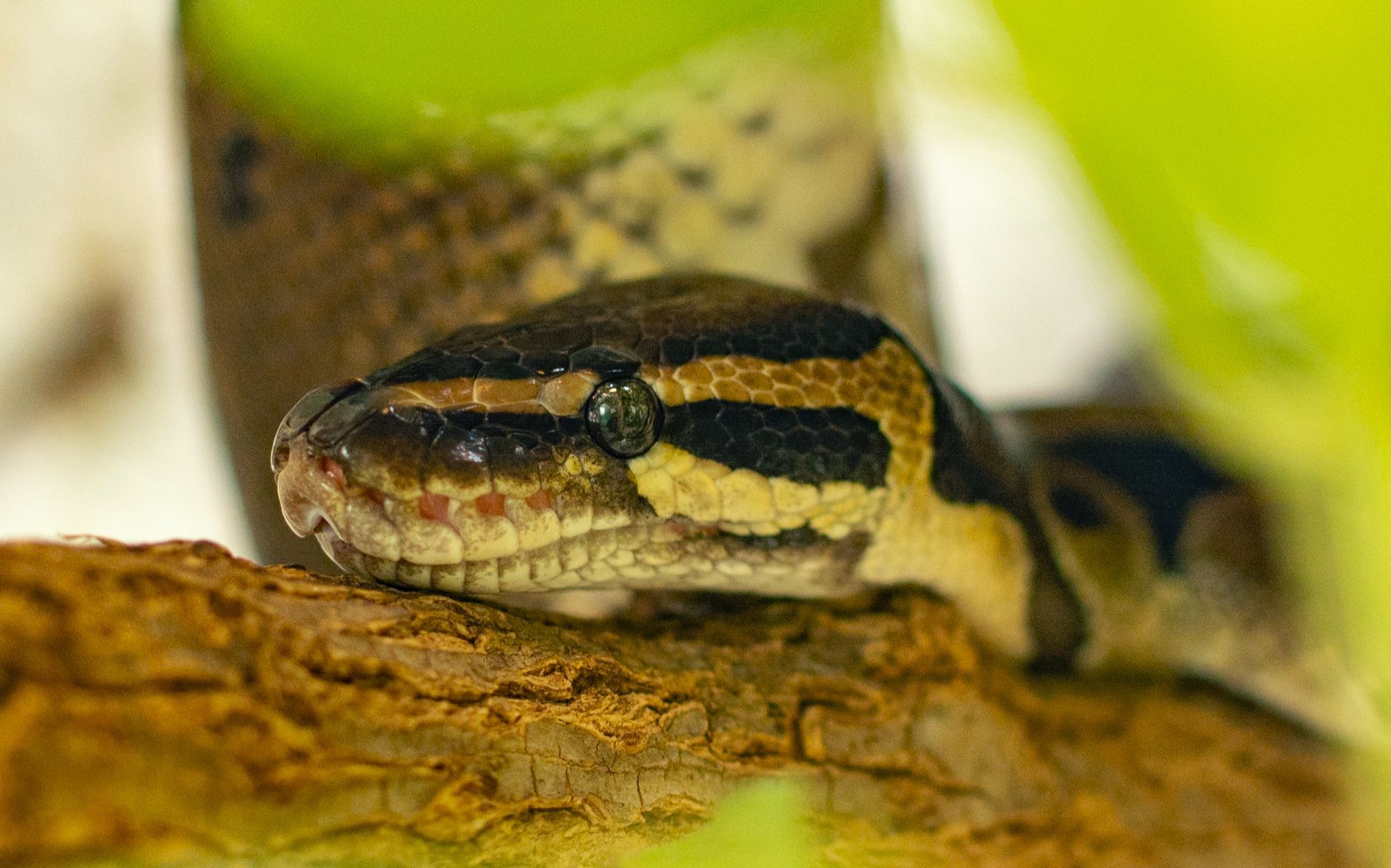 球蟒:哦 原来我是野生动物_哔哩哔哩 (゜-゜)つロ 干杯~-bilibili