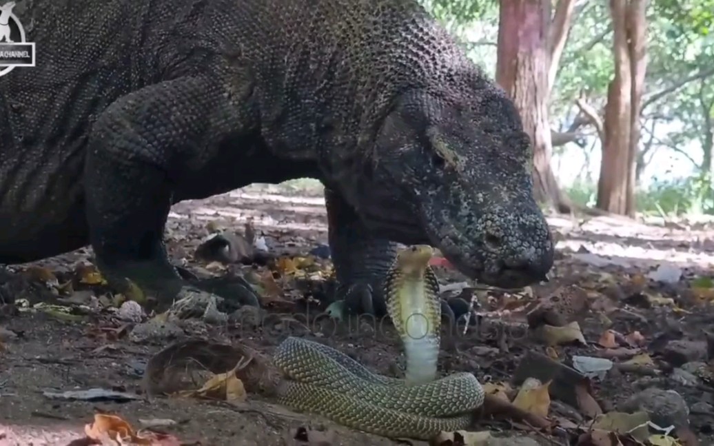 科莫多巨蜥生吞各种活物捕食的季节