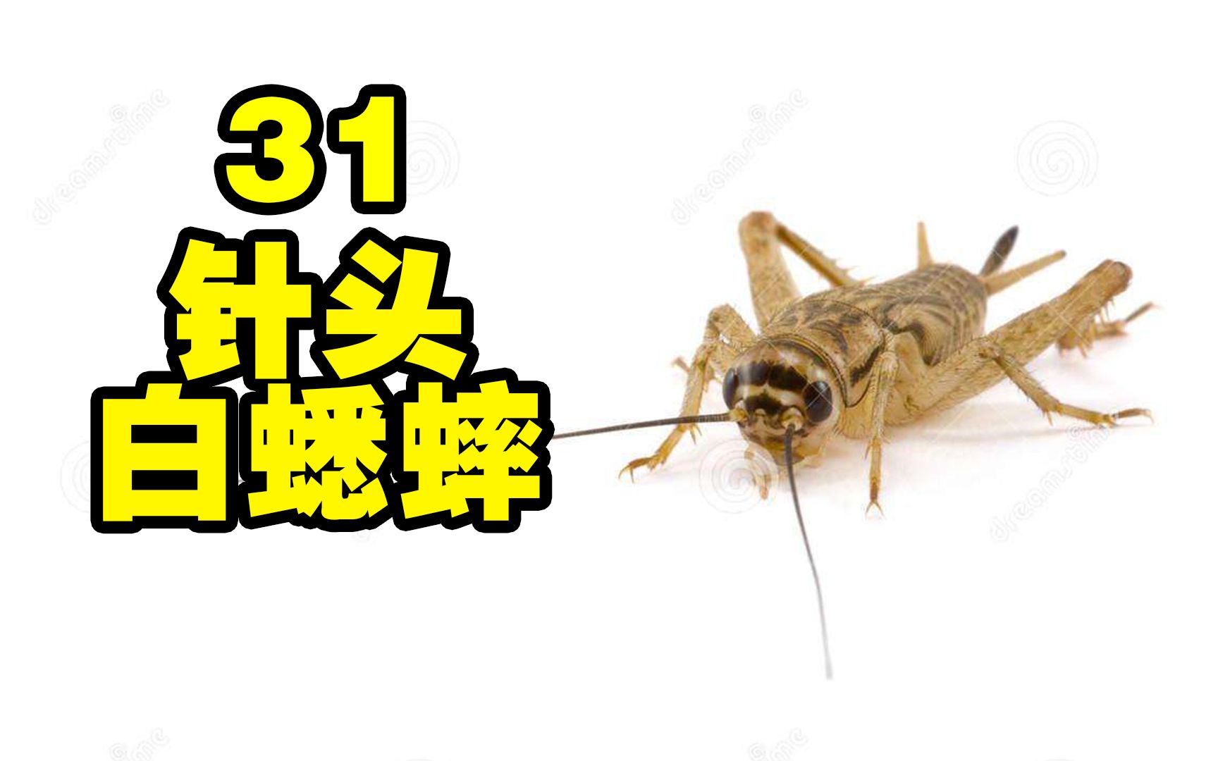 恶魔之墓生态巢31针头白蟋蟀