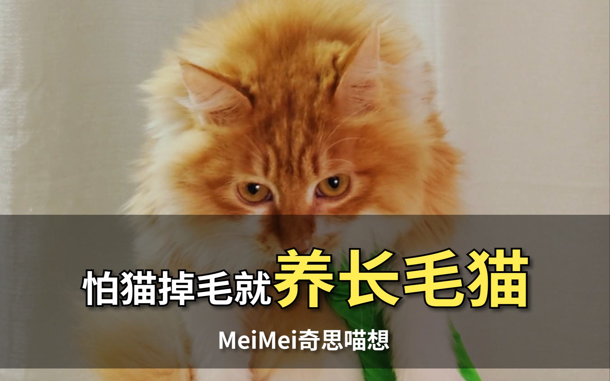 长毛猫掉毛掉得让人很舒适.哔哩哔哩bilibili