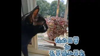 黑猫】秋的日常之u201c无早饭不早安u201d（配乐版）_哔哩哔哩_bilibili