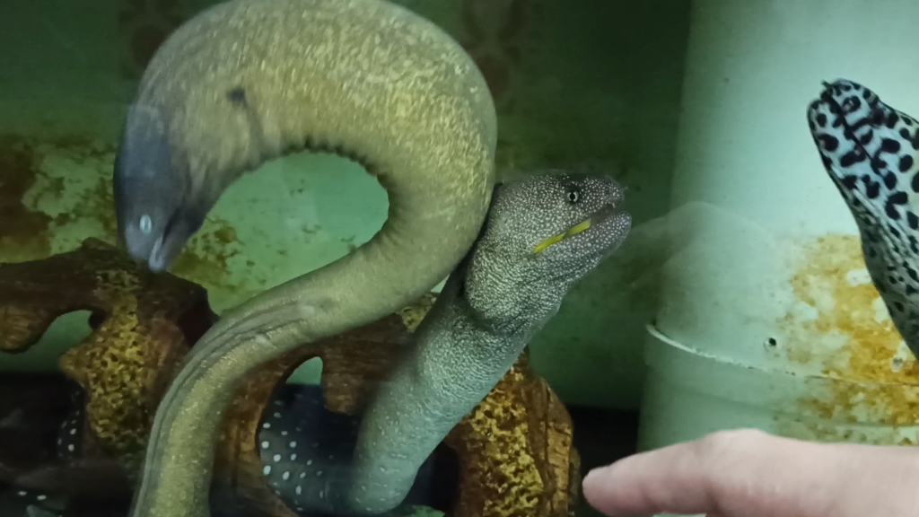 养熟了跟狗一样的鳗鱼