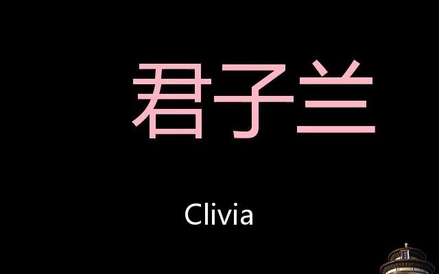 君子兰 Chinese Pronunciation Clivia哔哩哔哩bilibili