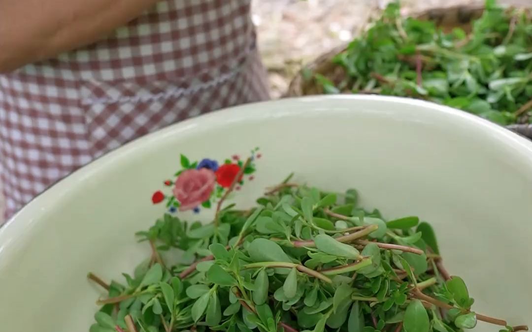 家门口发满了野菜,这种学名叫马齿笕的野菜又名长寿菜,我们四川叫“马四汗”,女婿说不能吃,说这个菜是用来喂猪的,你们那里会吃这个菜吗哔哩哔...