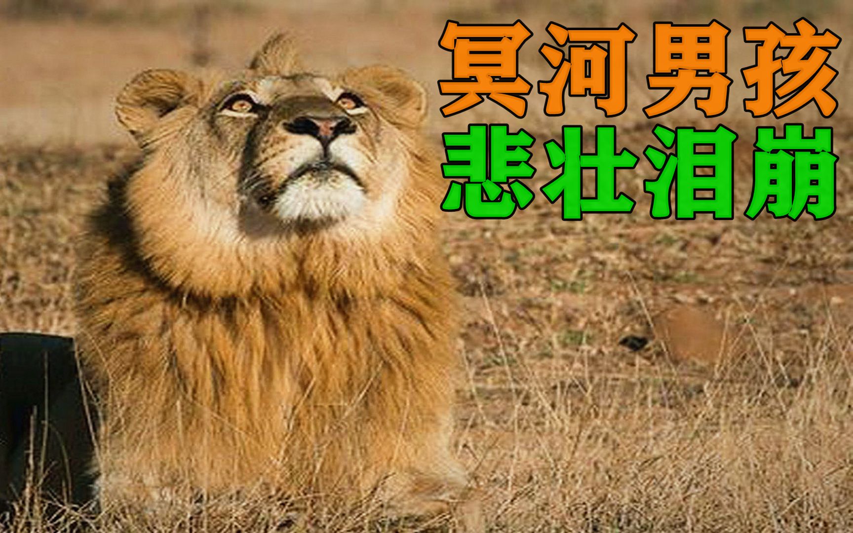 冥河男孩,一头悲壮得让无数人泪崩的雄狮!