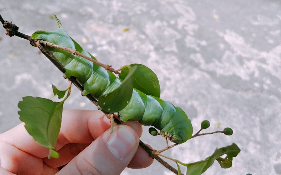 霜天蛾幼虫 入土为安