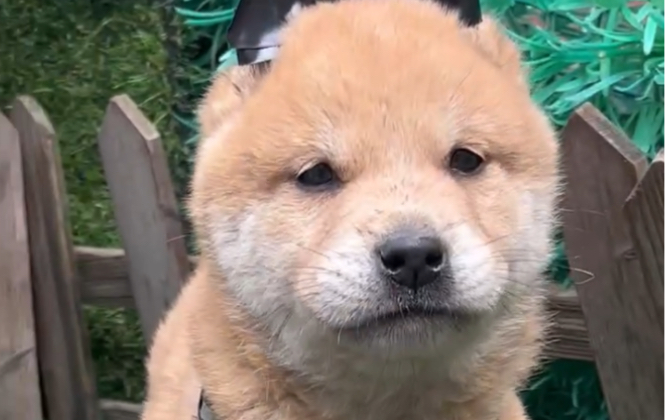 黄狗白面小公 纯种中华田园犬