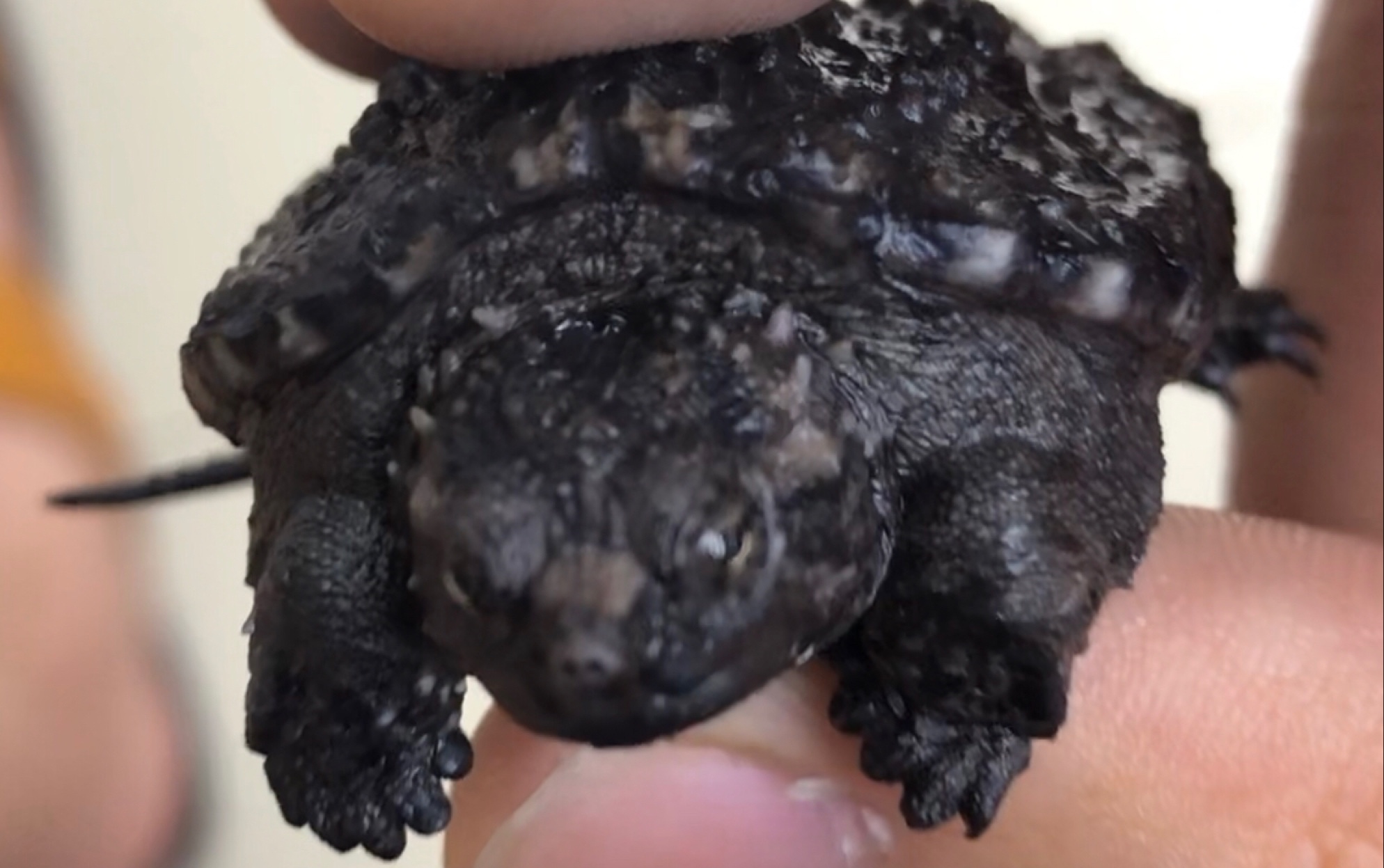 超大头小黑炭,小霸下佛鳄龟苗子