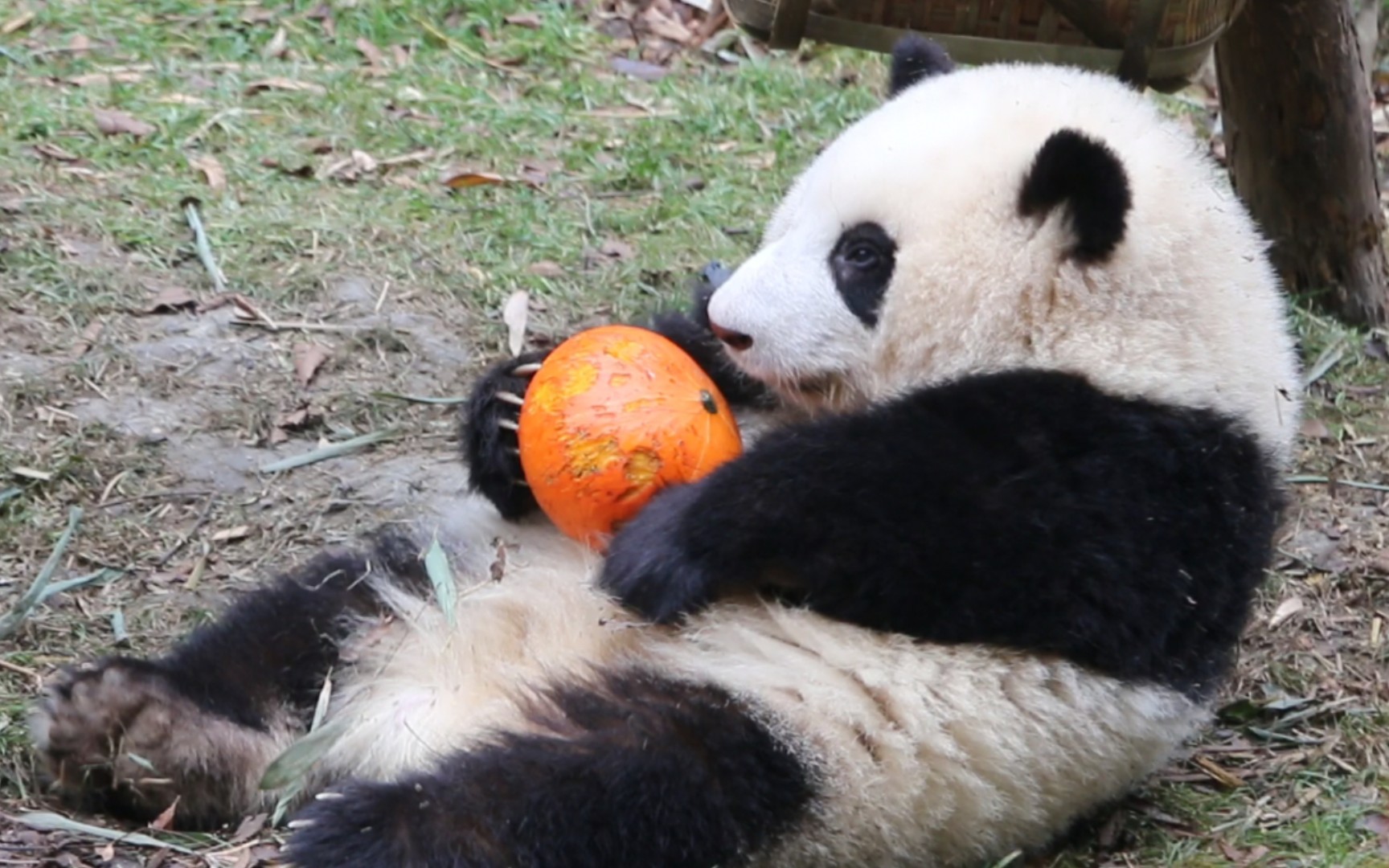 大熊猫和花圆滚滚的花花抱着圆滚滚的南瓜
