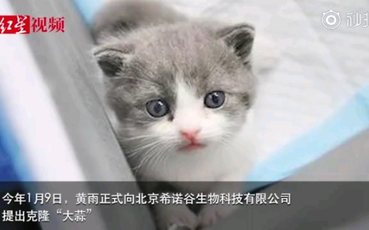 中国首只克隆猫大蒜回家哔哩哔哩bilibili