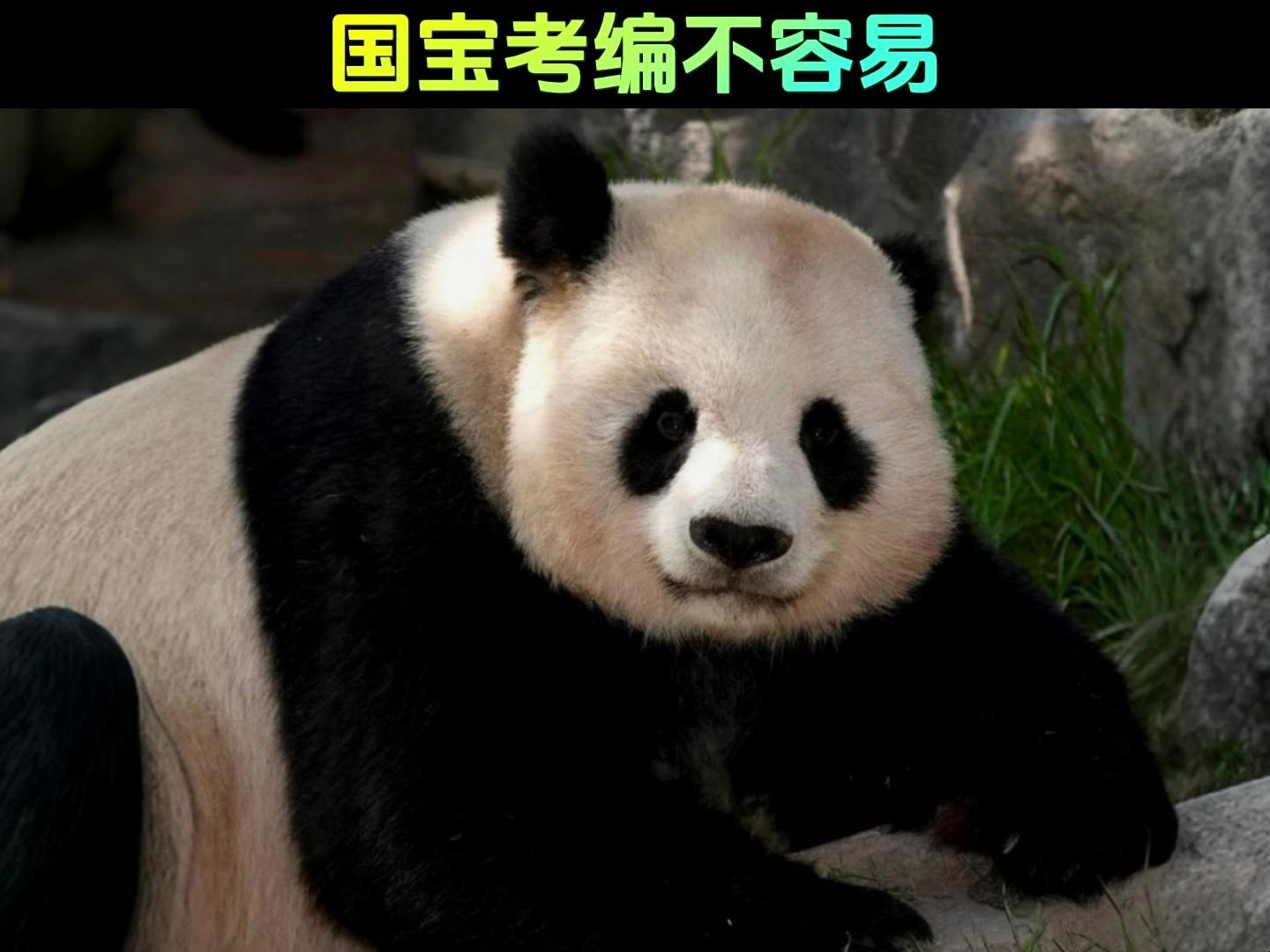 大熊猫洋河图片