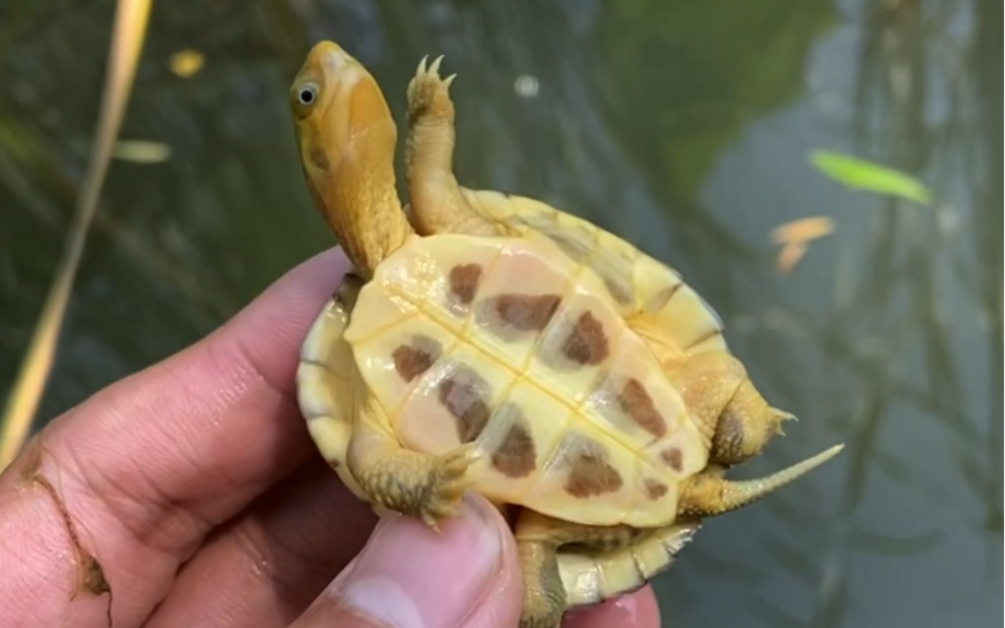 牙底三黄小青安徽纯种黄喉龟去年头苗