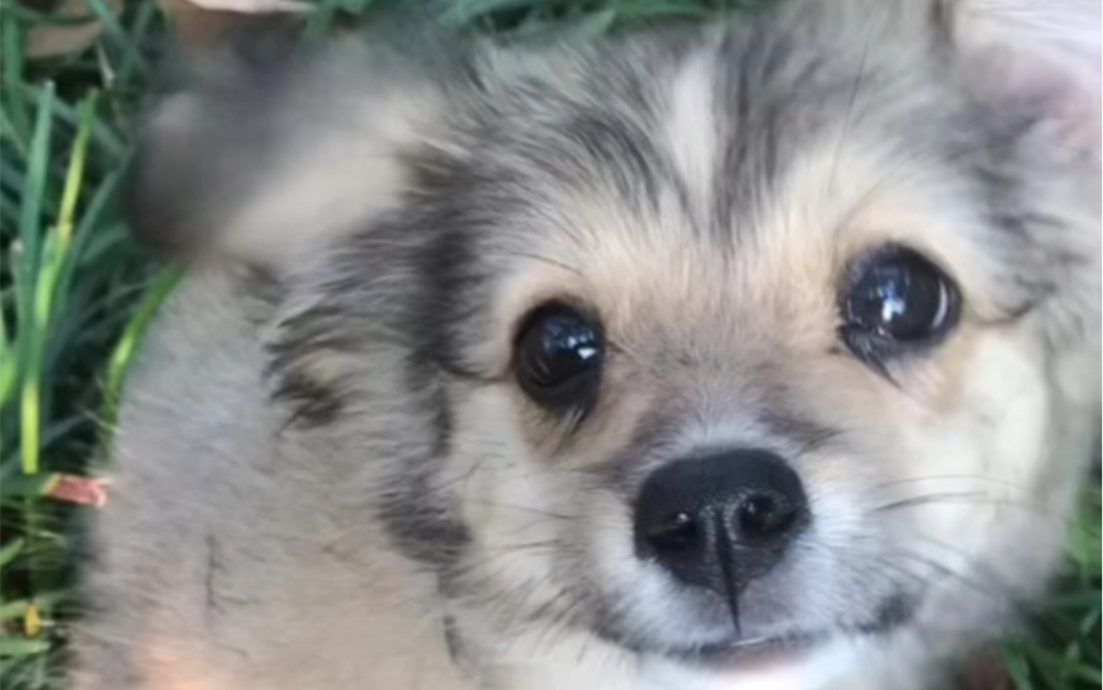 中华田园犬会变色 长毛的中华田园犬是什么样子#中华田园犬#狗狗#萌宠