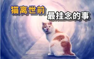 Tải video: 猫死亡前，最放不下的事......