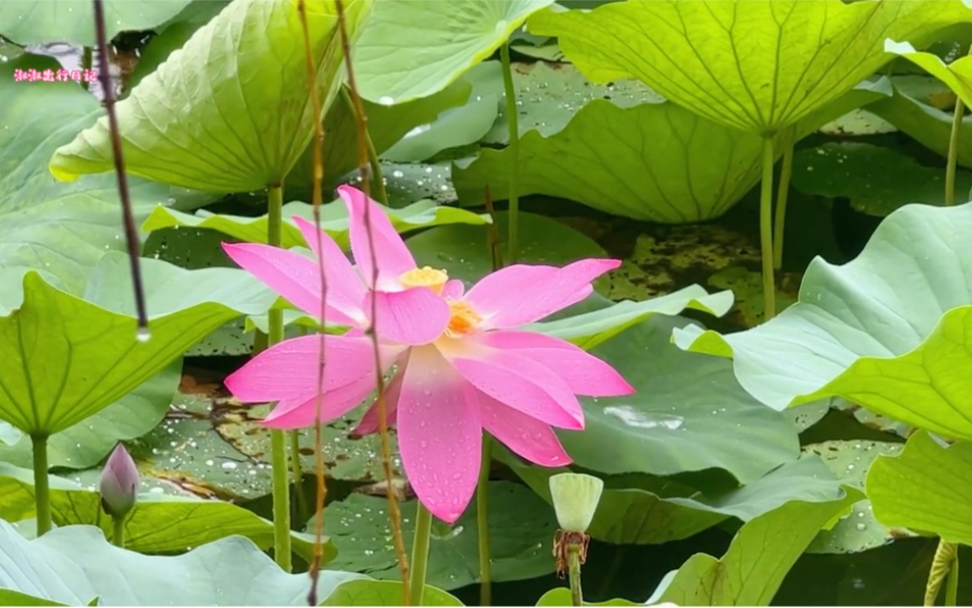 [图]荷风送香气 竹露滴清响“雨中赏荷花”（续）