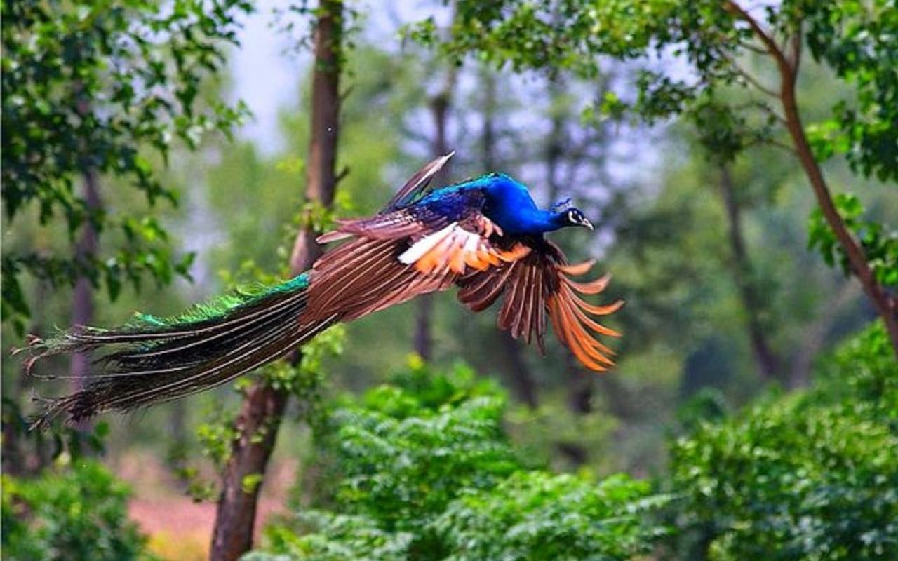 孔雀在面前翩翩飞起,慢镜头特写,印度伦滕波尔国家公园