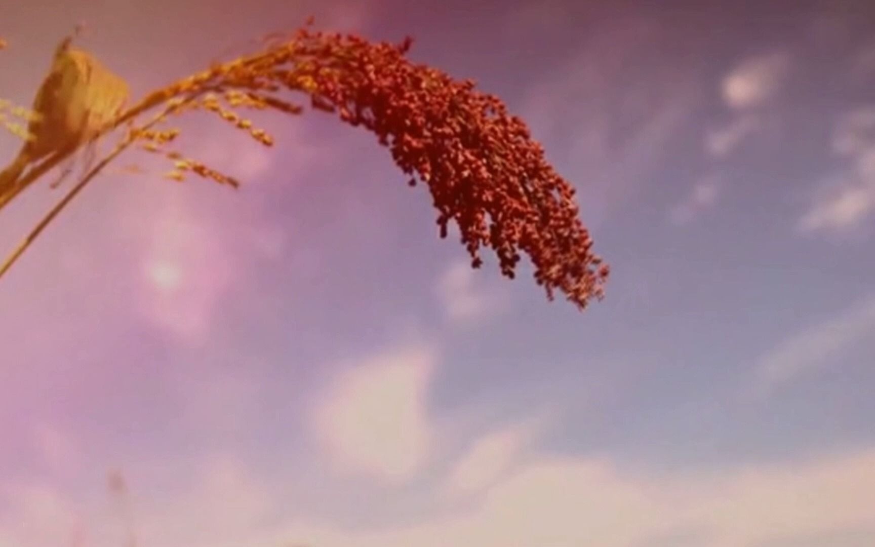 《红高粱叙事曲》背景led