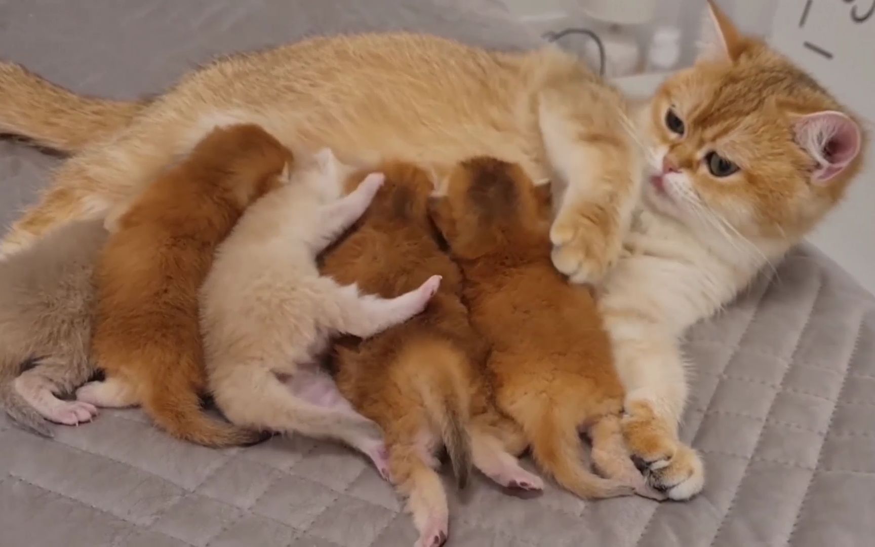 猫妈:好好吃奶不行吗