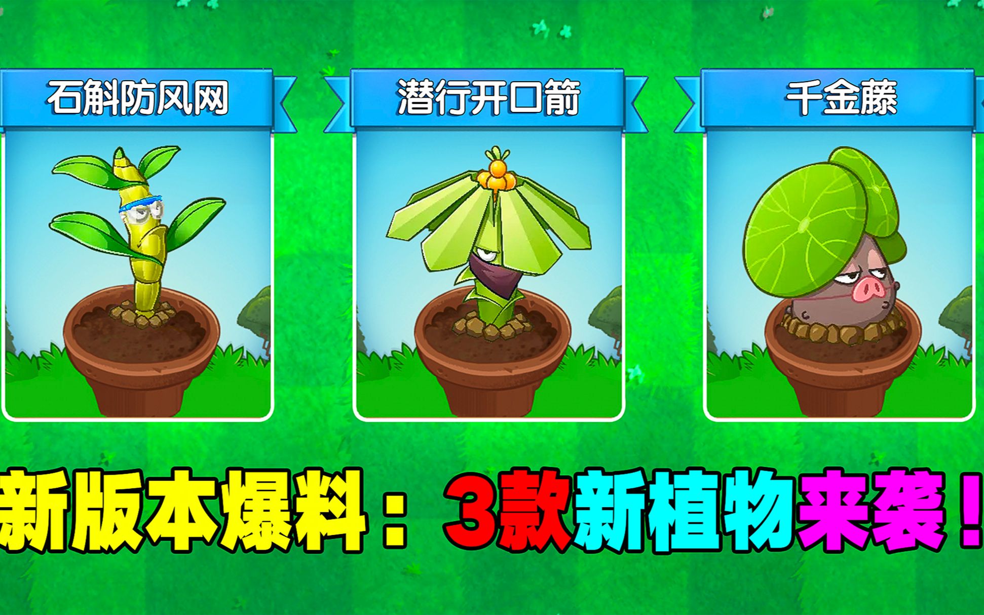 新植物爆料:潜行开口箭、石斛防风网、千金藤!哔哩哔哩bilibili