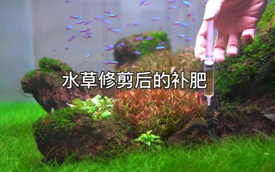 [图]水草修剪后的补肥