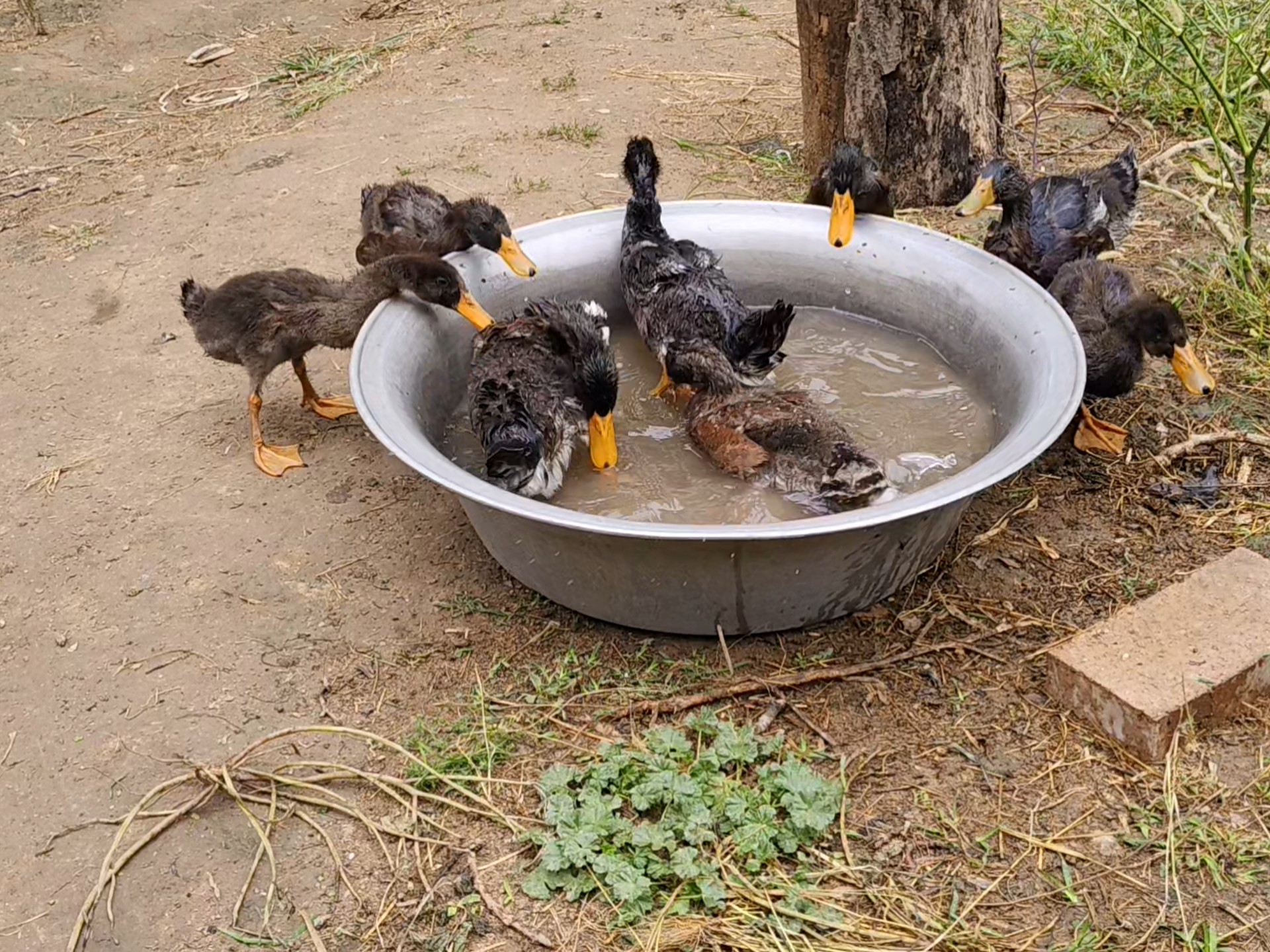 说好的旱鸭子呢,看小盆满足不了他们,换个大盆给他们