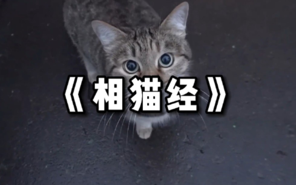 老祖宗那辈就流传下来的《相猫经》,教你6句口诀就能选到好猫 #猫咪