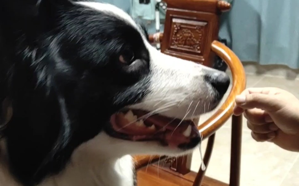 小馋狗口水直流