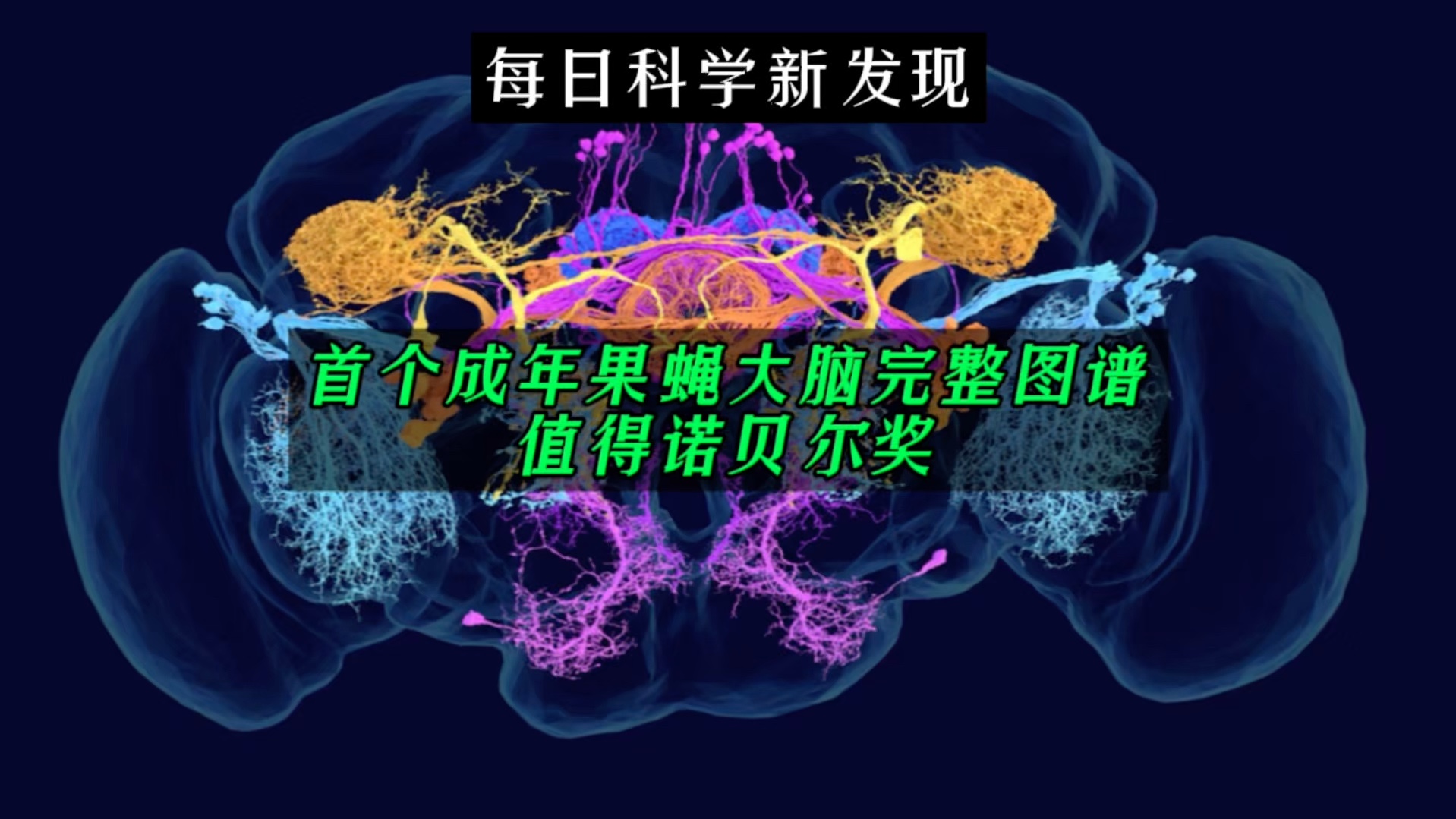 【每日科学新发现】首个成年果蝇大脑完整图谱值得诺贝尔奖,清晰展示每个神经元和突触哔哩哔哩bilibili