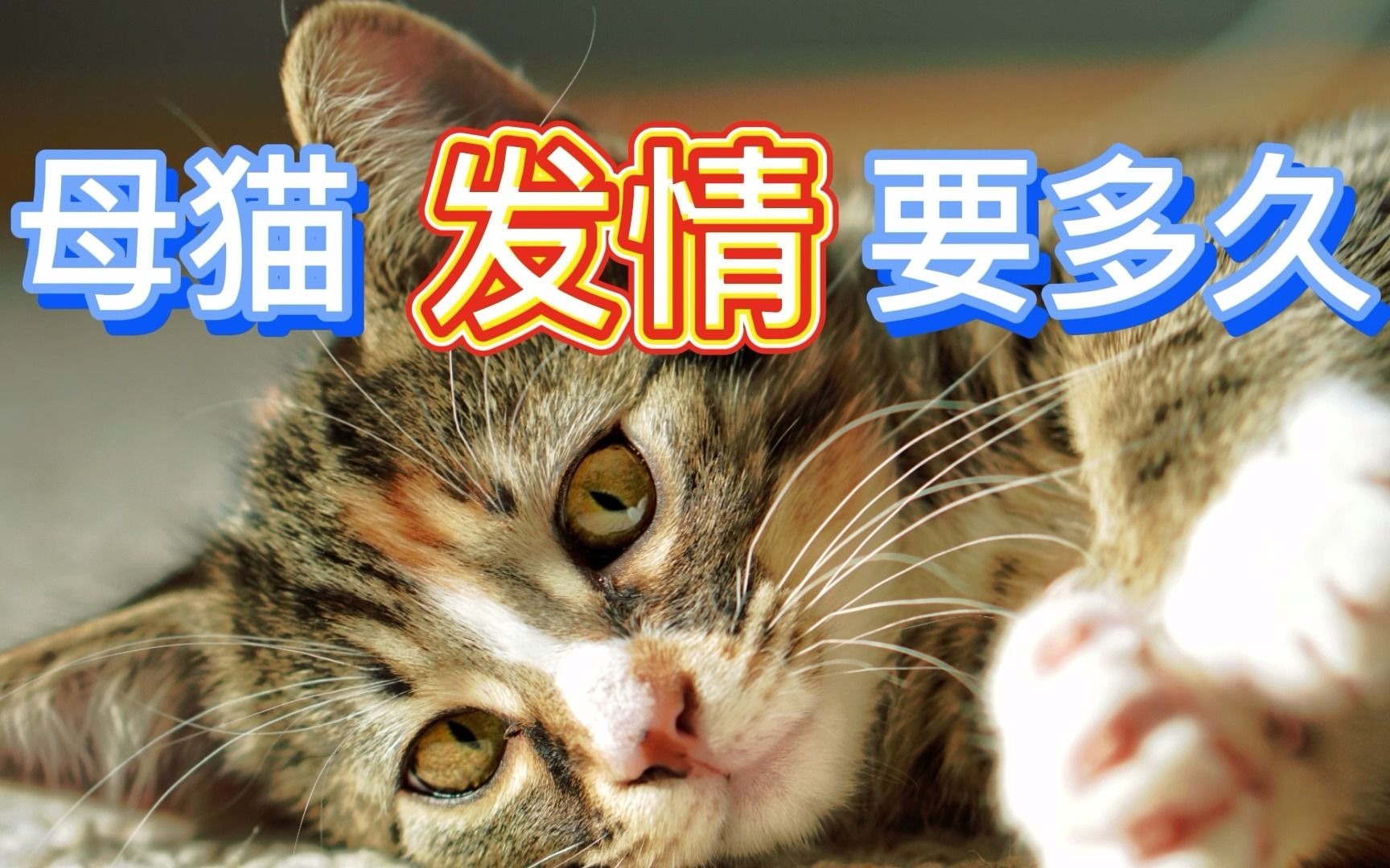 母猫发情要多久哔哩哔哩bilibili