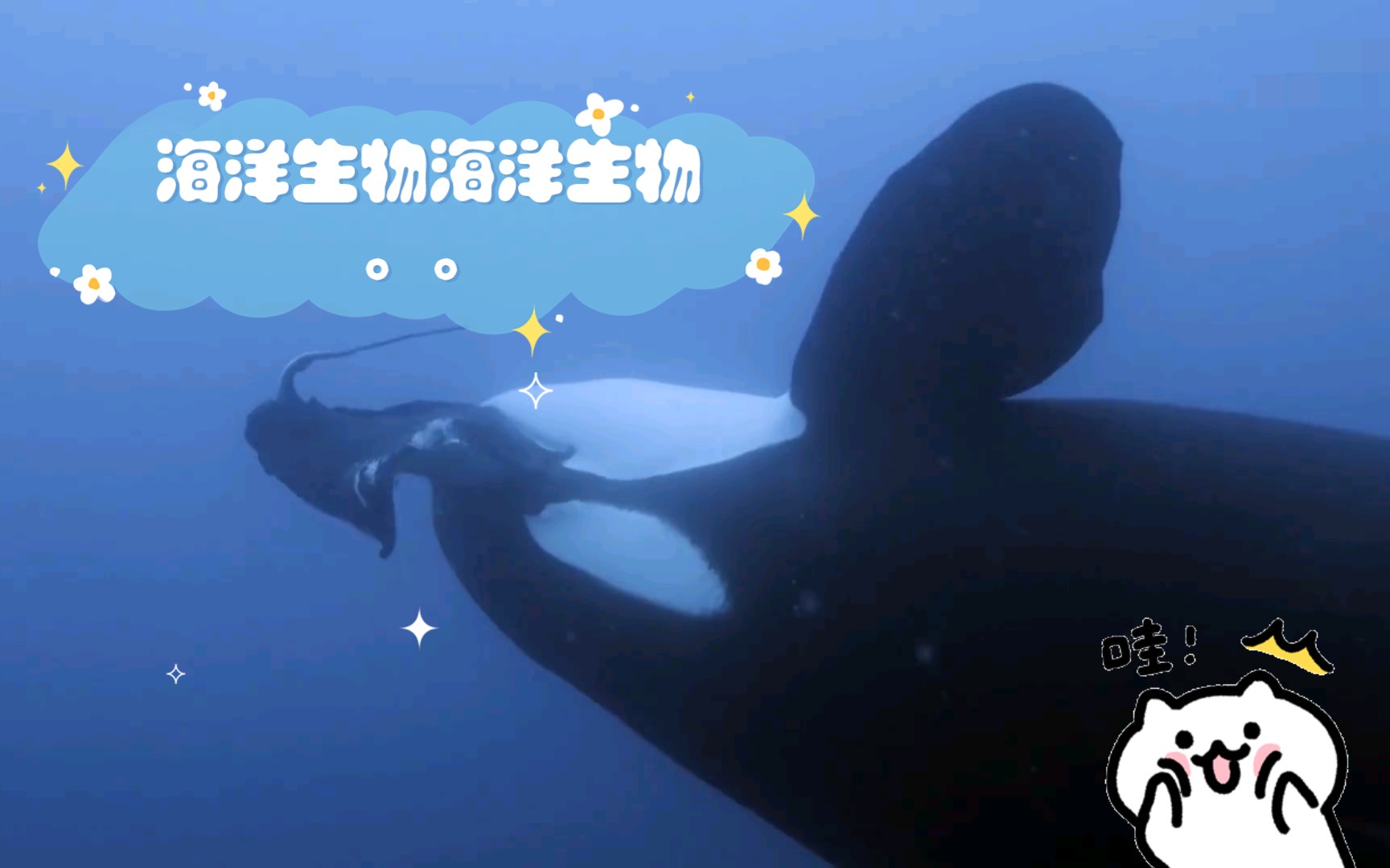 海洋生物海洋生物..哔哩哔哩bilibili