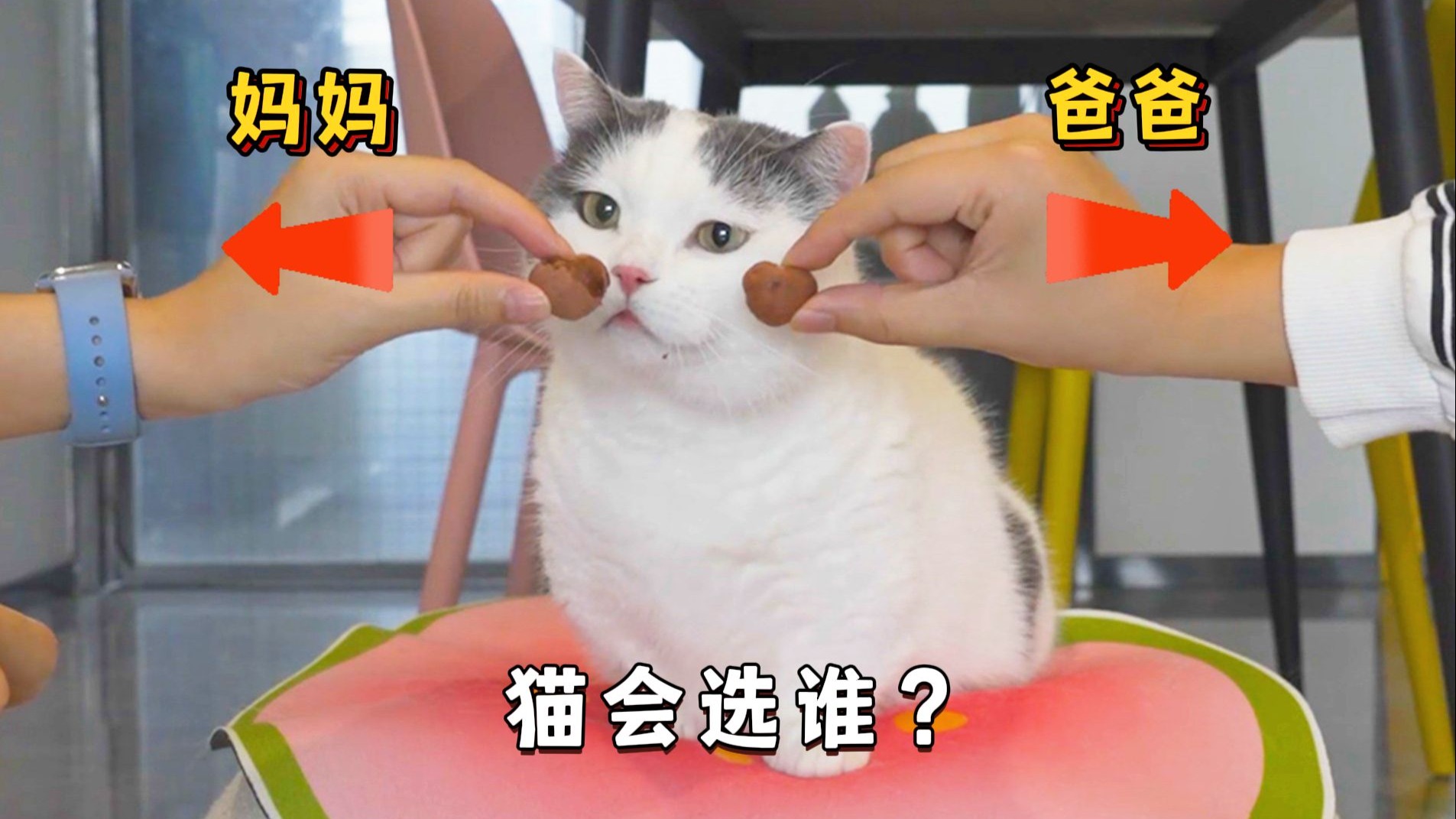 爸爸妈妈往两边扔冻干,5只猫会选谁的吃?-萌猫宝哥哥-萌猫宝哥哥-哔哩哔哩视频