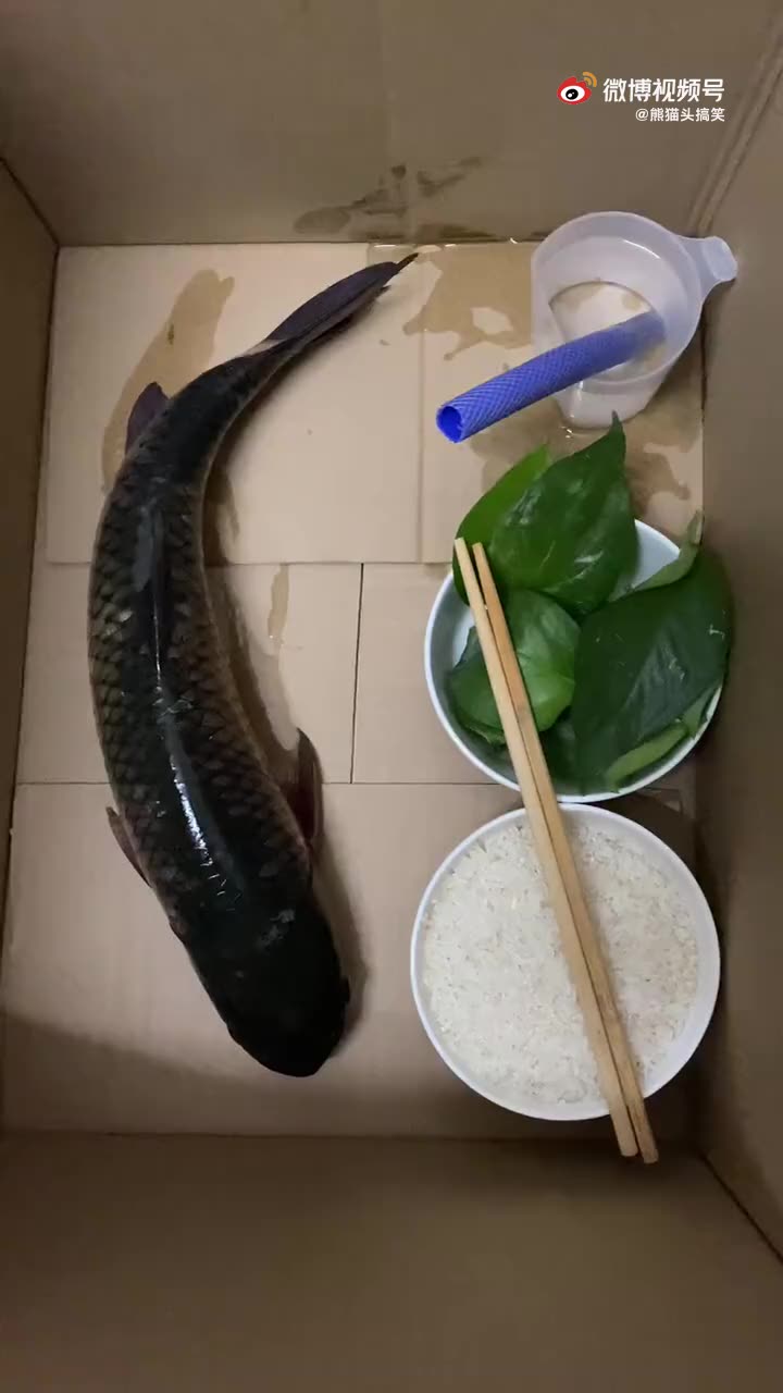 为什么我养的鱼它不吃饭?都一天了,也不饿.