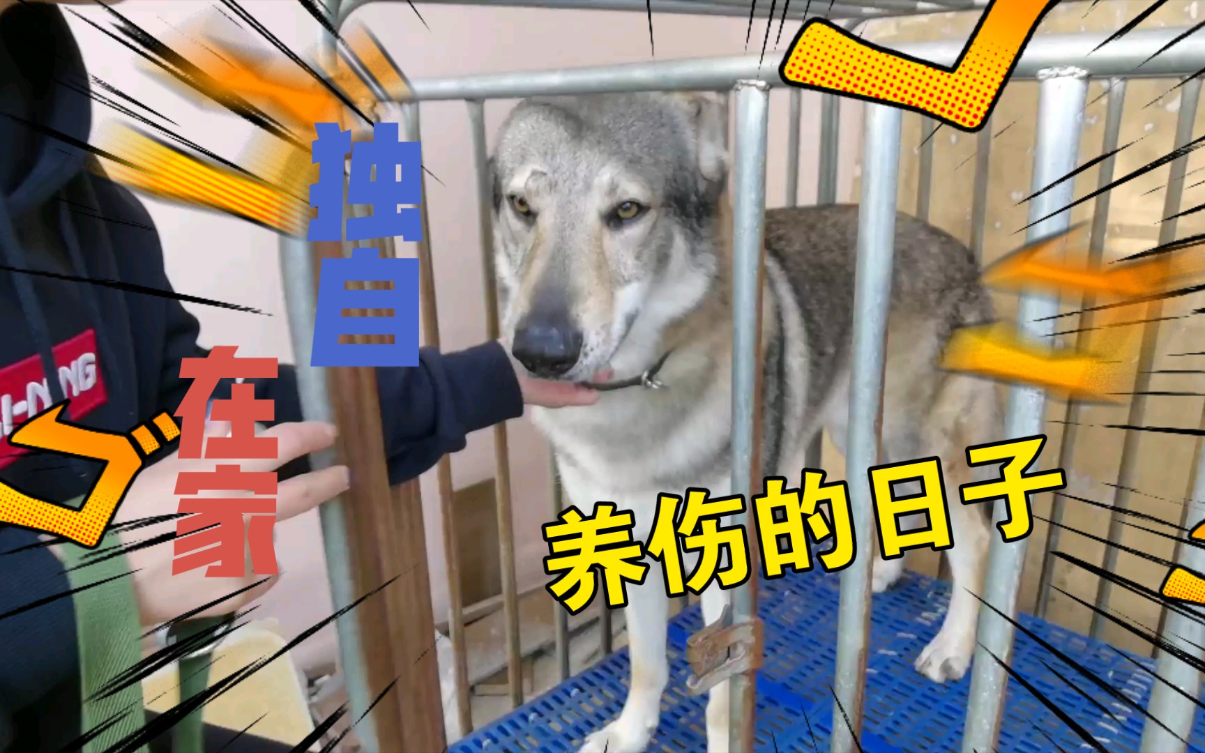 捷克狼犬将军独自在家养伤的日子