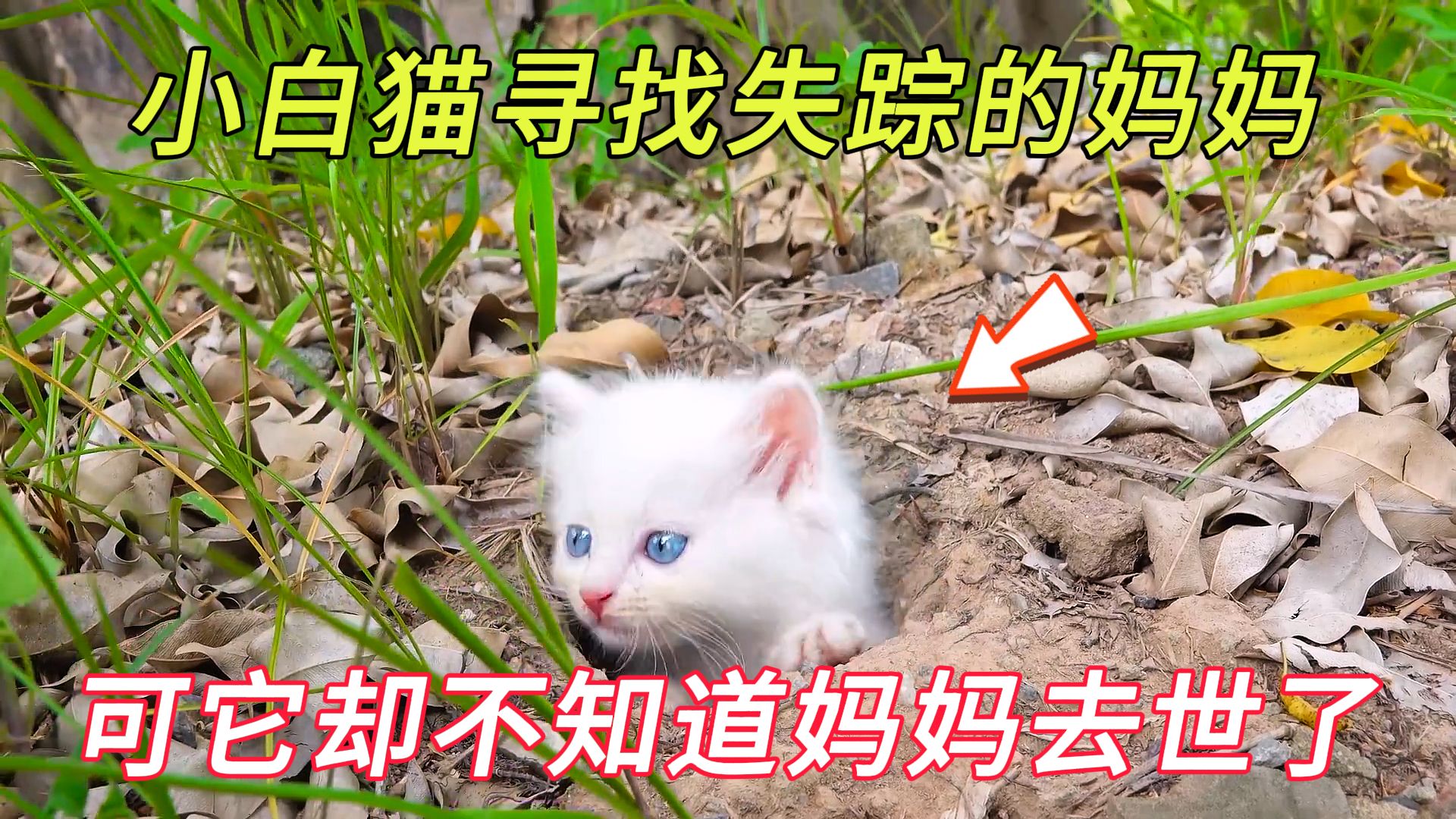 饥饿的小奶猫守在洞穴等待妈妈回家,可它却不知道妈妈去了汪星哔哩哔哩bilibili