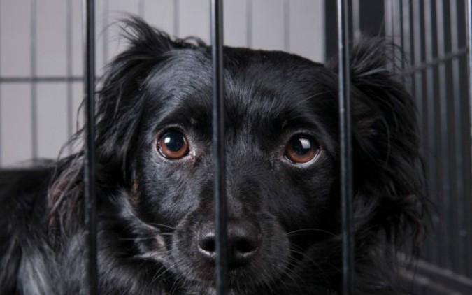 韩国公益广告《患有"抑郁症"的黑狗》_哔哩哔哩_bilibili