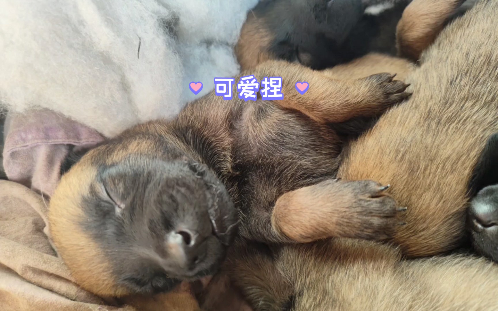 刚出生的小马犬