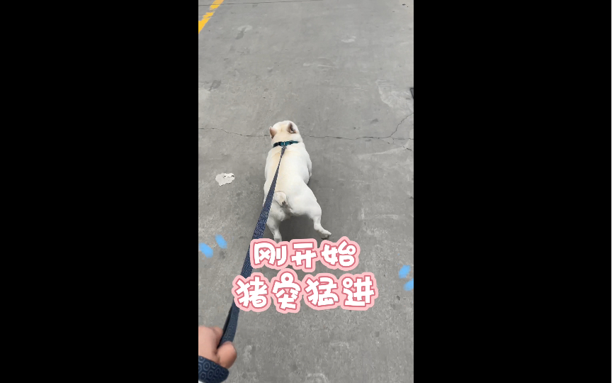 刚开始遛的法猪vs 五分钟后的法猪哔哩哔哩bilibili