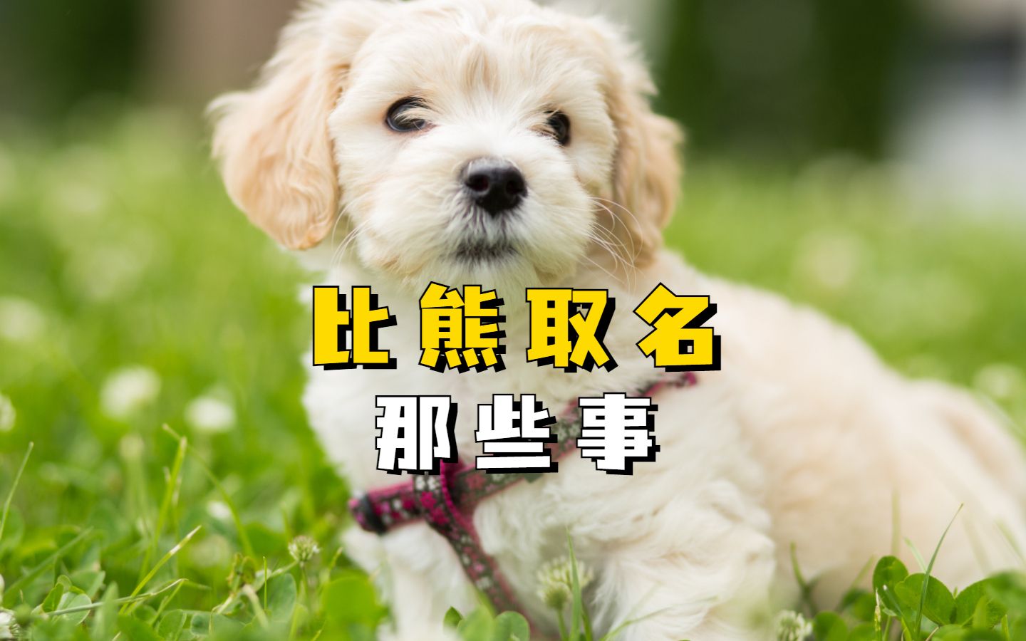 常见的比熊名字,你家有同款吗?哔哩哔哩bilibili