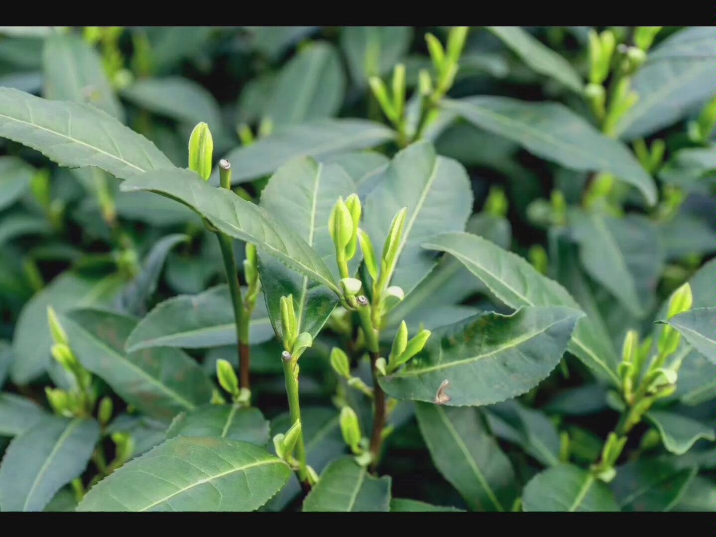 黄山毛峰的经典款,红旗一号的魅力在于每一口都鲜嫩.