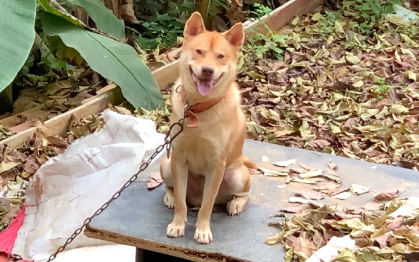 日本田园犬笑图片