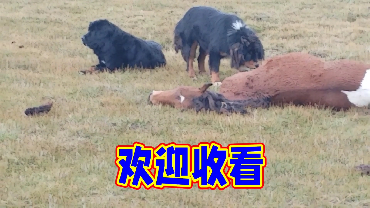 牧区寻獒游发现两只大藏獒在吃马肉