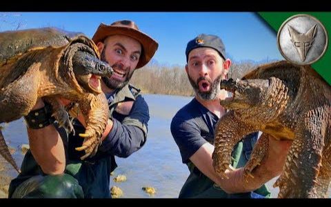 狼叔野外探险两只大鳄龟