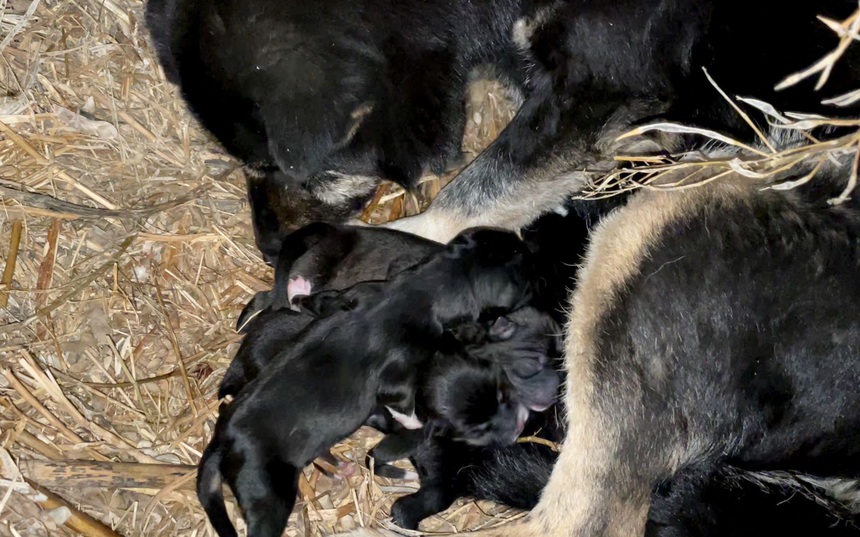 农村的土狗,生了一堆小黑狗,肉嘟嘟真可爱