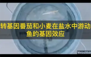 Télécharger la video: 转基因番茄和小麦在盐水中游动～～鱼的基因效应