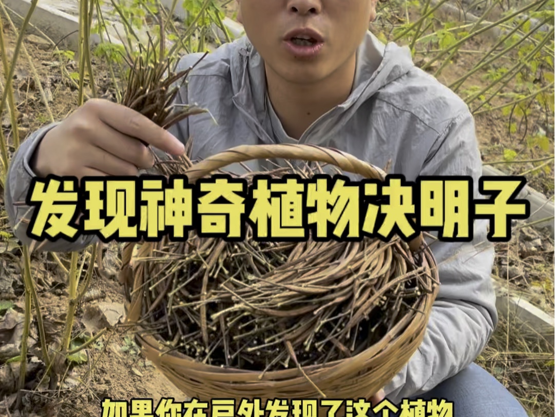 发现神奇植物决明哔哩哔哩bilibili