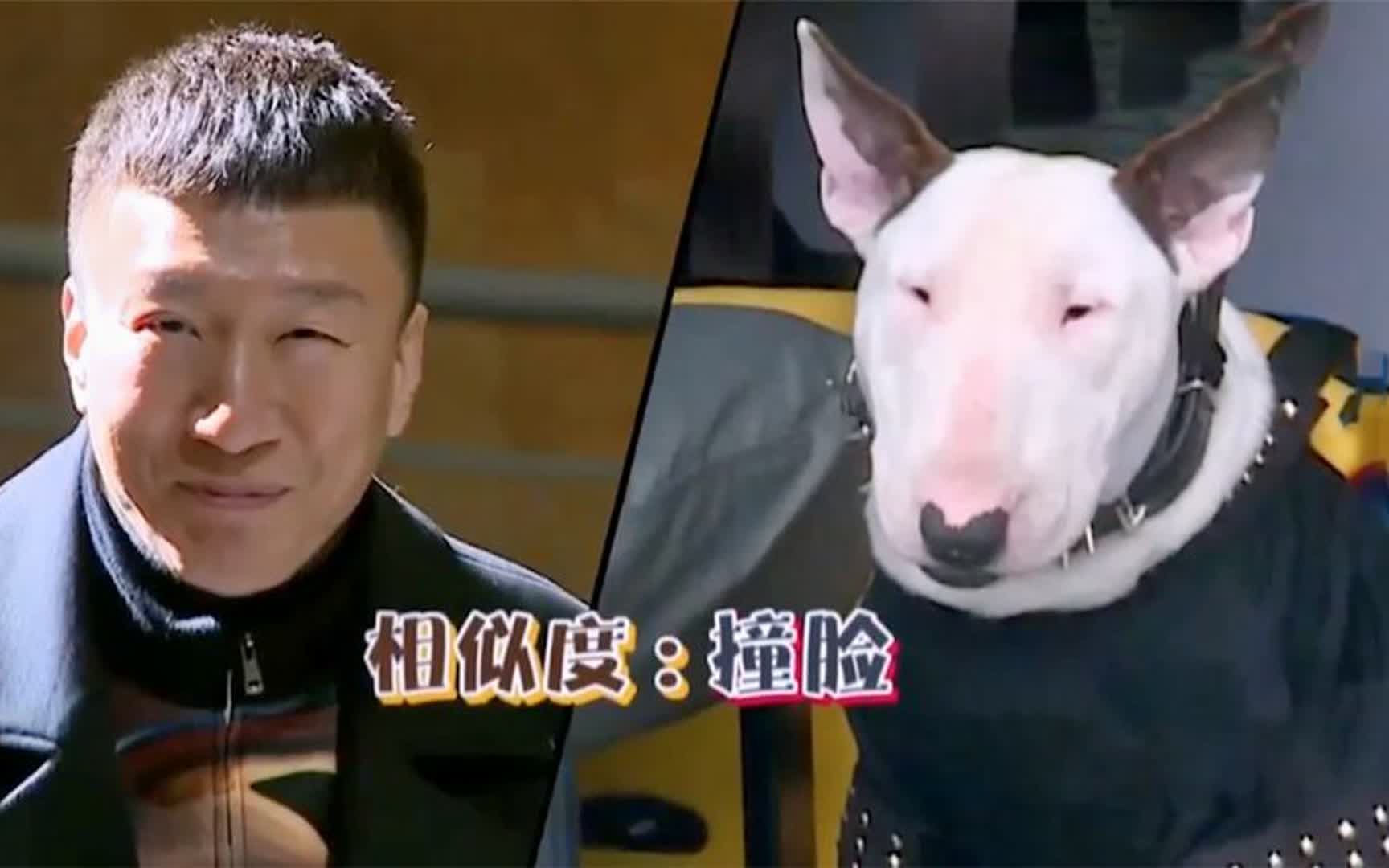黄渤说牛头梗像孙红雷:看着我,把眼睛睁开!明星撞脸狗狗合集