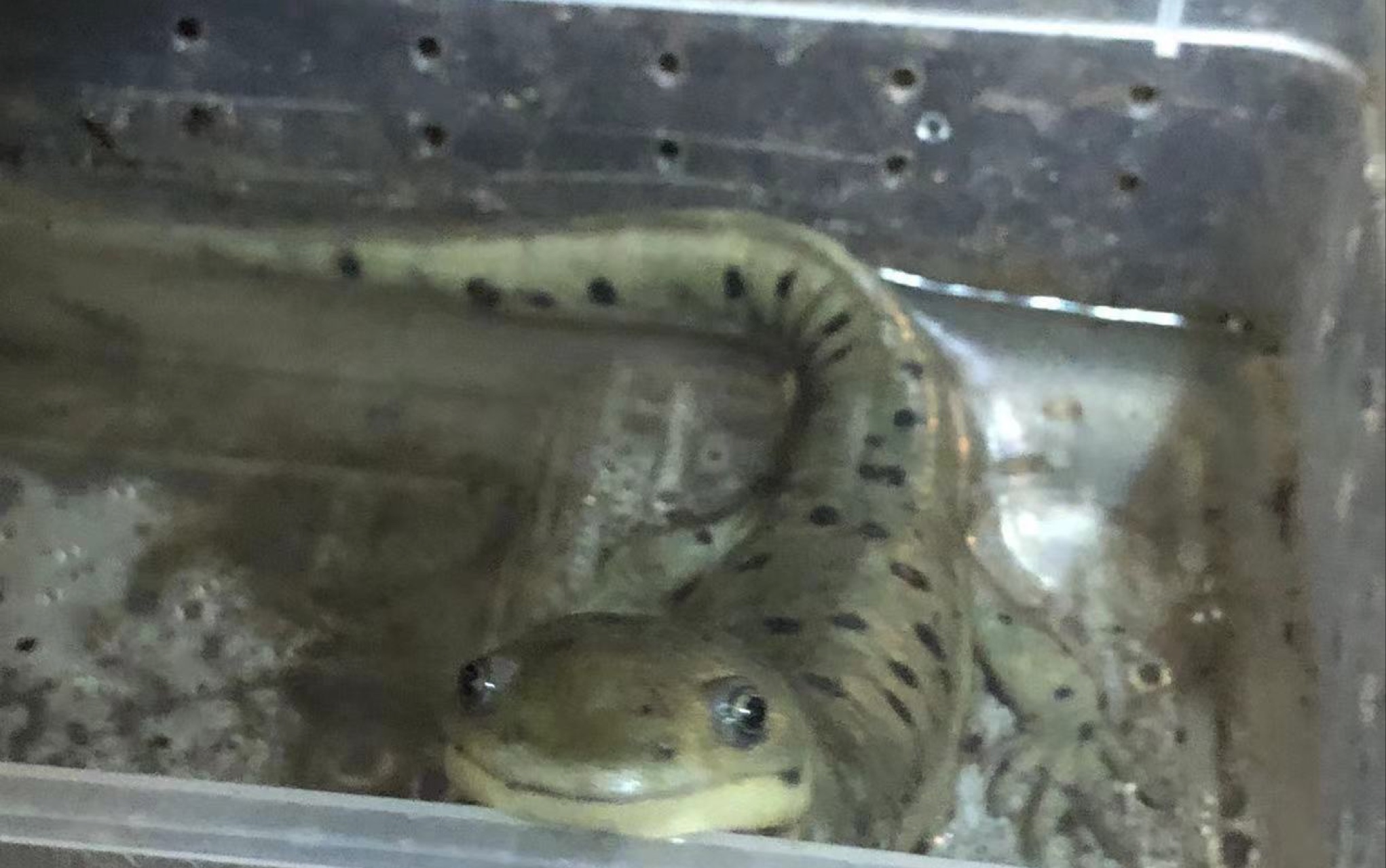 Ambystoma tigrinum 虎纹蝾螈 Tiger Salamander 不知道什么亚种 体色为灰色 可惜最后死了 顺便发些其他小玩意哔哩哔哩bilibili